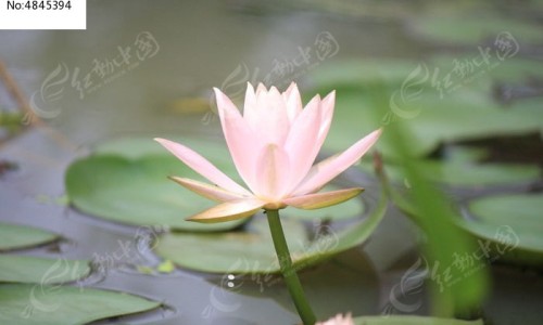 宝花本体是什么花-宝花奇草功效网 - 为你提供宝花宝果的药、宝塚花组七彩