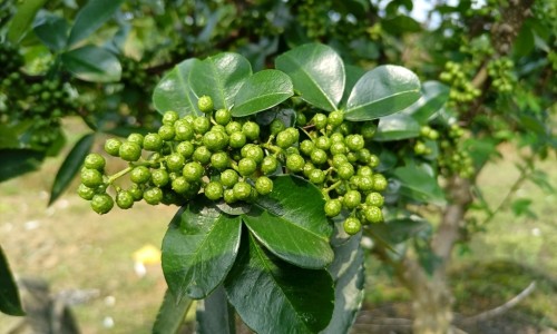 宝花奇草功效网 - 为你提供宝花宝果的药、宝塚花组七彩