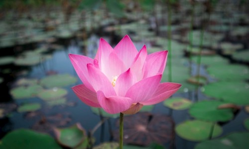 宝草开花的图片-宝花奇草功效网 - 为你提供宝花宝果的药、宝塚花组七彩