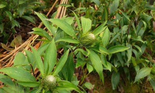 宝花奇草功效网 - 为你提供宝花宝果的药、宝塚花组七彩